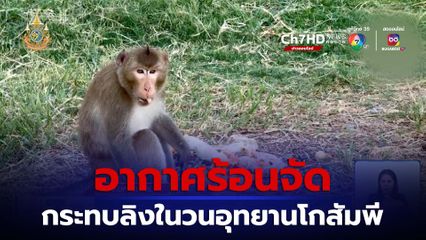 อากาศร้อนจัด กระทบลิงในวนอุทยานโกสัมพี