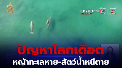 Green Report : โลกเดือด หญ้าทะเลหาย-สัตว์น้ำหนีตาย