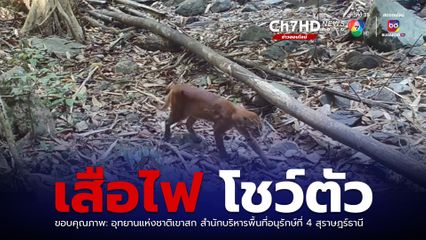 “เสือไฟ” อวดโฉมที่ อุทยานแห่งชาติเขาสก