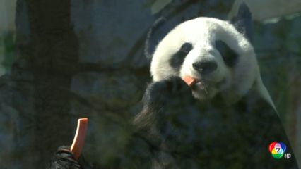 สวนสัตว์รัสเซีย จัดกรงกลางแจ้งให้ลูกแพนด้ายักษ์