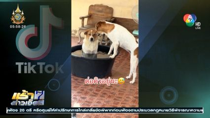 เอ็นดูน้องหมา อากาศมันร้อน ต่อคิวแช่น้ำในกะละมัง