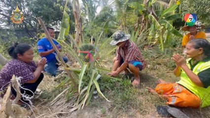 แห่จุดธูปขอโชคลาภ ต้นสับปะรดแปลก มี 7 จุก