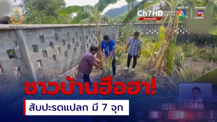 แห่จุดธูปขอโชคลาภ ต้นสับปะรดแปลก มี 7 จุก