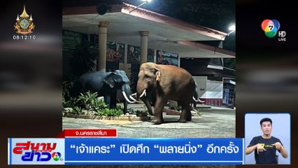 เจ้าแคระ เปิดศึก พลายนิ่ง อีกครั้ง จ.นครราชสีมา