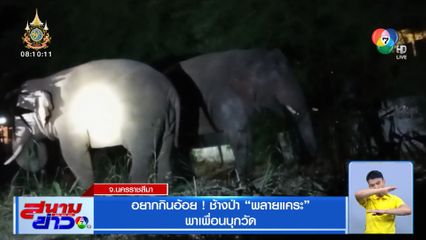 อยากกินอ้อย! ช้างป่า พลายแคระ พาเพื่อนบุกวัด