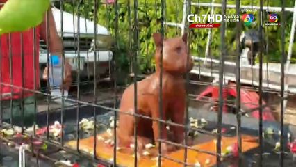 แล้งหนัก ! ชาวโคราช แห่นางแมวปูนปั้นขอฝน รอบปราสาทหินพิมาย