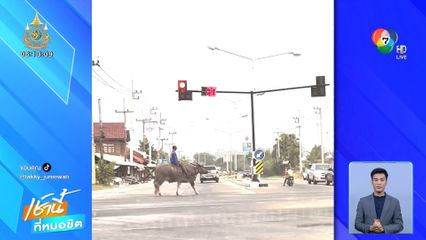 ควายหลุดถนน! หนุ่มสุดชิลขี่ควายข้ามถนน