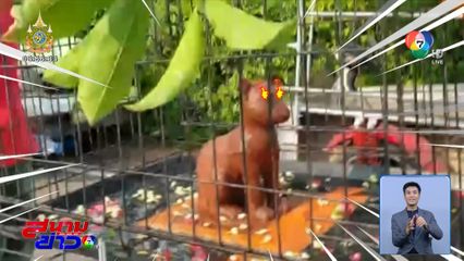 7 วัน 7 อย่าง : ไม่กระดิก