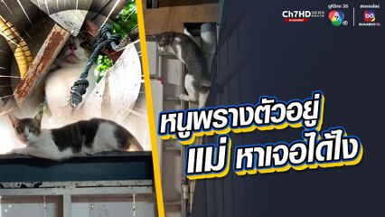 แมวกระโดดกำแพง แฝงตัวเนียนไปกับผนัง