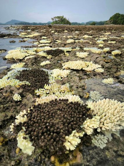 ปะการังฟอกขาว ปิดแหล่งท่องเที่ยวเกาะปลิง จนกว่าสถานการณ์จะคลี่คลาย