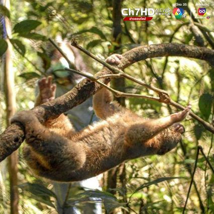 อินโดนีเซีย ปล่อย ลิงลมชวา ใกล้สูญพันธุ์ คืนสู่ธรรมชาติ 