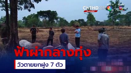 เจ้าของเศร้า ฝนตกฟ้าผ่ากลางทุ่ง วัวที่เลี้ยงไว้ตายยกฝูง 7 ตัว 