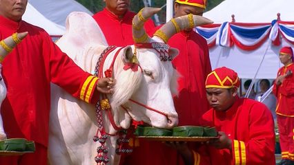 ผลเสี่ยงทาย พระโคกินน้ำ หญ้า เหล้า หยิบผ้านุ่ง 5 คืบ