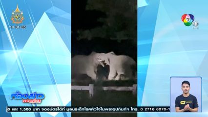 ช้างชนช้าง จนงาหัก แย่งชิงจ่าฝูง