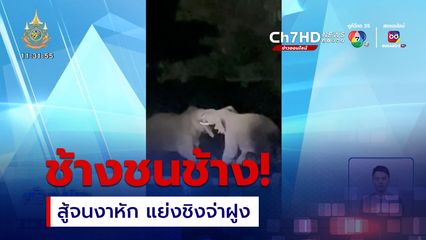 ช้างชนช้าง จนงาหัก แย่งชิงจ่าฝูง