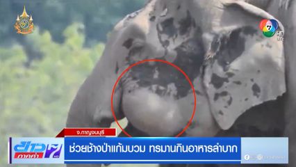 ช่วยช้างป่าแก้มบวม ทรมานกินอาหารลำบาก