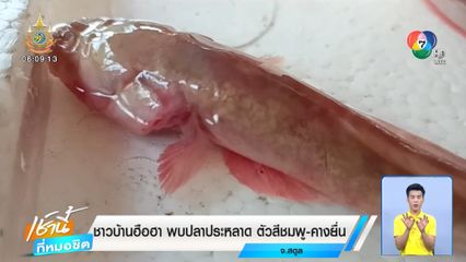 ชาวบ้านฮือฮา พบปลาประหลาด ตัวสีชมพู-คางยื่น