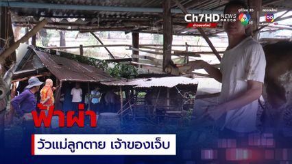 ยโสธรฝนตกหนัก ฟ้าผ่าวัวแม่ลูกตาย 3 ตัว เจ้าของบาดเจ็บ