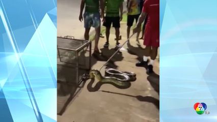 จับงูอนาคอนดา ความยาวกว่า 3 เมตรในบราซิล