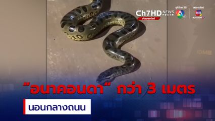พบงูอนาคอนดายาวกว่า 3 เมตร นอนกลางถนนในบราซิล
