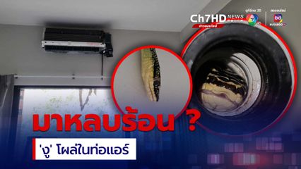 'งูเขียวพระอินทร์'  โผล่ในท่อแอร์ ชาวเน็ตแห่คอมเมนต์ เข้าไปได้ยังไง ?