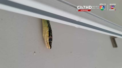 'งูเขียวพระอินทร์'  โผล่ในท่อแอร์ ชาวเน็ตแห่คอมเมนต์ เข้าไปได้ยังไง ?