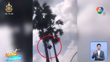 หนุ่มตกต้นตาลสูง 10 เมตร รอดตายปาฏิหาริย์