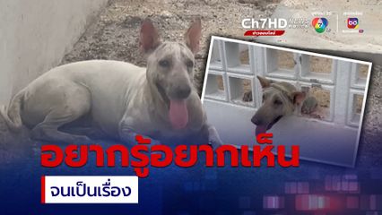 ช่วยชีวิตหมาอยากรู้อยากเห็นหัวติดกำแพง