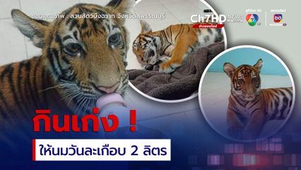 ลูกเสือโคร่ง “นีน่า”  กินเก่ง น้ำหนักพุ่ง 7 วัน 3 kg. 