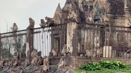 ปฎิบัติการจับลิงลพบุรี ทะลุเป้า จับได้กว่า 155 ตัวแล้ว