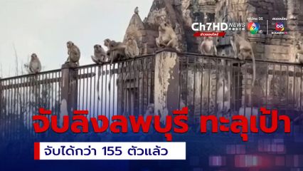 ปฎิบัติการจับลิงลพบุรี ทะลุเป้า จับได้กว่า 155 ตัวแล้ว