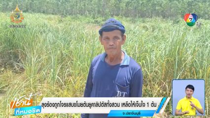 ลุงร้องถูกโจรแสบขโมยต้นยูคาลิปตัสทั้งสวน เหลือให้เจ็บใจ 1 ต้น