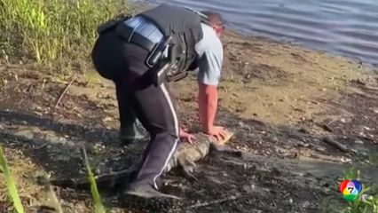 ตำรวจสหรัฐฯ จับอัลลิเกเตอร์ปล่อยคืนธรรมชาติ