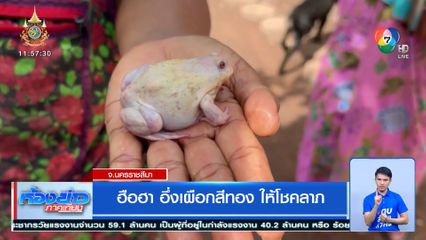 ฮือฮา อึ่งเผือกสีทอง ให้โชคลาภ