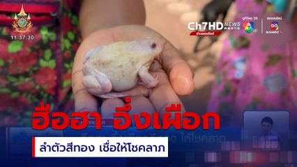 ฮือฮา อึ่งเผือกสีทอง ให้โชคลาภ