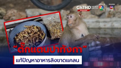 เมนู “ตั๊กแตนปาทังกา” ถูกปากลิงลพบุรี ชาวบ้านเสนอกรมอุทยานฯ ใช้แก้ปัญหาอาหารลิงขาดแคลน