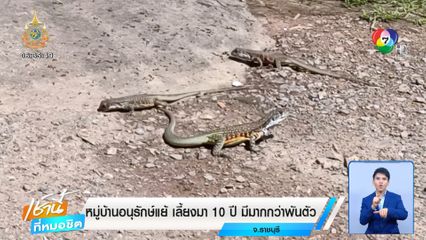 หมู่บ้านอนุรักษ์แย้ เลี้ยงมา 10 ปี มีมากกว่าพันตัว