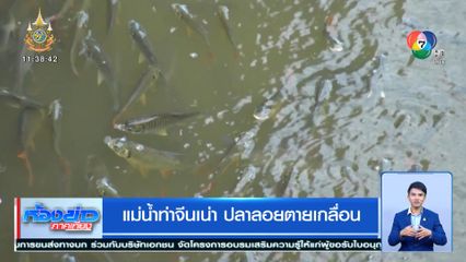 แม่น้ำท่าจีนเน่า ปลาลอยตายเกลื่อน