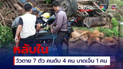 รถ 6 ล้อ บรรทุกวัวมาเต็มคัน เสียหลักพลิกคว่ำ วัวตาย 7 ตัว คนเสียชีวิต 4 คน เจ็บอีก 1 คน