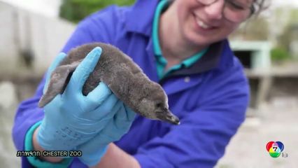 สวนสัตว์อังกฤษ ฉลองลูกเพนกวินเกิดใหม่ 11 ตัว