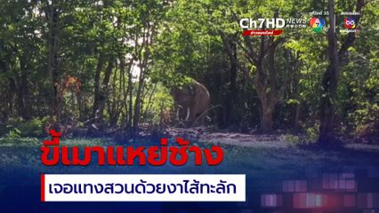 ขี้เมาแหย่ช้างเจอแทงสวนด้วยงาไส้ทะลัก