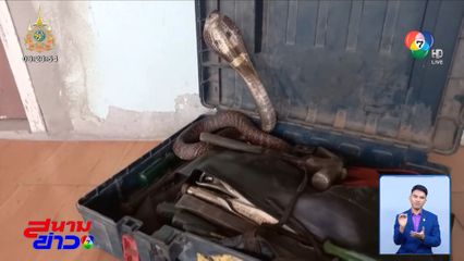 มากับดวง! รอดจากถูกงูเห่าฉก