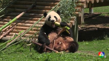 สวนสัตว์สเปน จัดพิธีต้อนรับแพนด้ายักษ์จากจีน