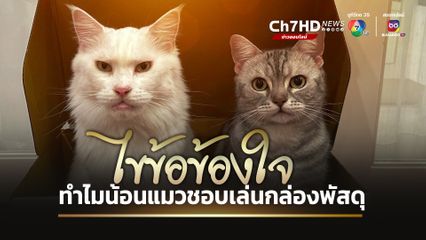 วันกอดแมวโลก ไขข้อข้องใจ ทำไมน้อนแมวชอบเล่นกล่องพัสดุ