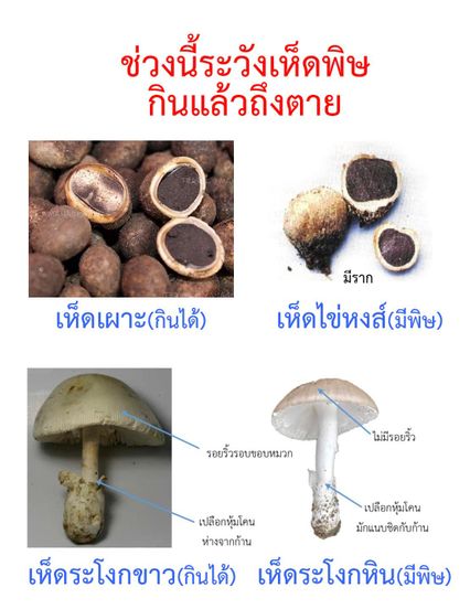 จ.เลย เข้าป่าเก็บเห็ด กินเห็ดพิษ 5 ดอก เสียชีวิตรายแรกของปี