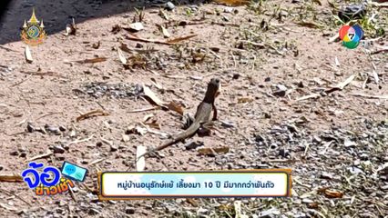 หมู่บ้านอนุรักษ์แย้ เลี้ยงมา 10 ปี มีมากกว่าพันตัว