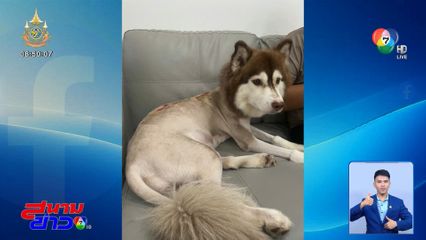 เปิดภาพชีวิต หมวยเล็ก ไซบีเรียนฮัสกี ได้นายใหม่