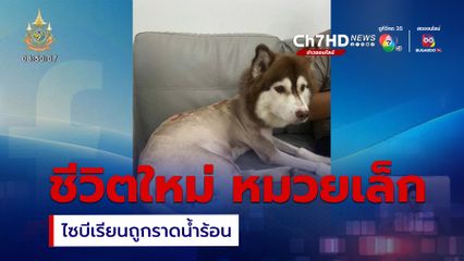 เปิดภาพชีวิต หมวยเล็ก ไซบีเรียนฮัสกี ได้นายใหม่