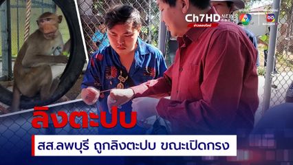 สส.ลพบุรี พลาดท่า ถูกลิงตะปบมือ ขณะเตรียมเปิดกรงลิง เพื่อปล่อยลิงที่จับได้ เข้าสู่กรงใหญ่