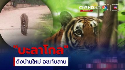 บะลาโกล เสือโคร่งตาเดียวจากคลองลานสู่บ้านใหม่ทับลาน